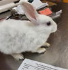 adoptable Rabbit in Los Angeles, CA named CURRY