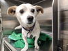 adoptable Dog in Los Angeles, CA named LUCKY