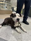 adoptable Dog in Los Angeles, CA named JOLLY