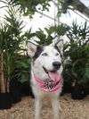 adoptable Dog in  named LADY