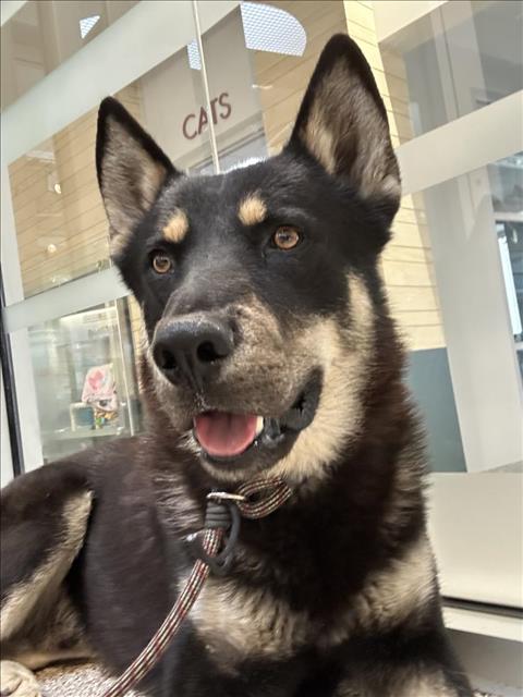 picture of the dog needing adoption