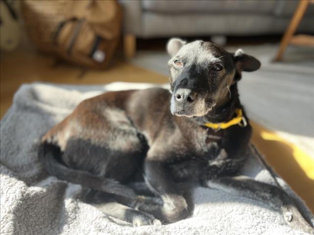 adoptable Dog in Los Angeles, CA named PEE-WEE