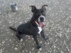 adoptable Dog in  named BUBS