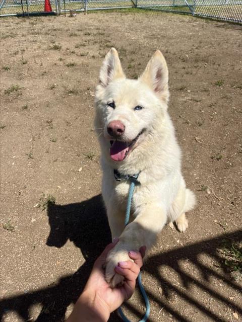 adoptable Dog in Los Angeles, CA named HODOR