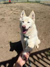 adoptable Dog in  named HODOR