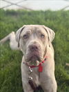 adoptable Dog in  named KIRA