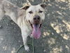 adoptable Dog in  named MANGO