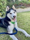 adoptable Dog in  named ANGELA
