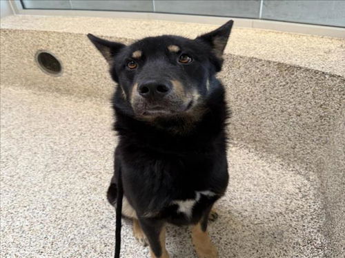picture of the dog needing adoption