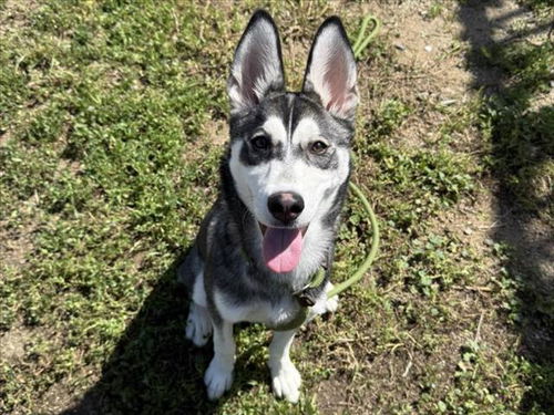 picture of the dog needing adoption