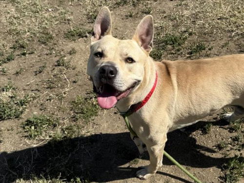 picture of the dog needing adoption