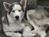 adoptable Dog in  named TOMAHAWK
