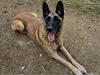 adoptable Dog in  named CHEPO