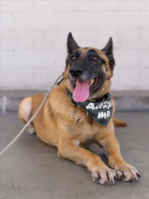 Chepo - German Shepherd Dog