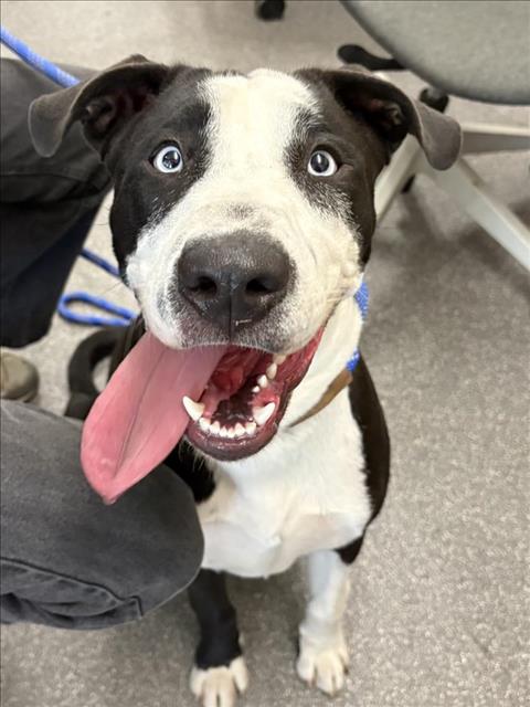 picture of the dog needing adoption
