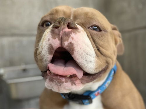 picture of the dog needing adoption