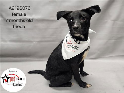 picture of the dog needing adoption
