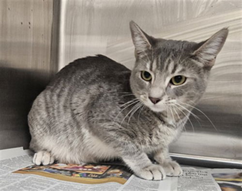 picture of the cat needing adoption