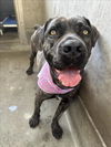 adoptable Dog in Los Angeles, CA named WAKANDA
