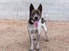 adoptable Dog in  named ESTHER