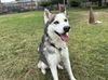 adoptable Dog in  named CHATO