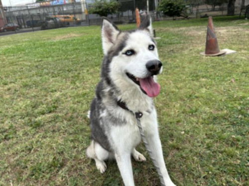 CHATO - Husky available for adoption