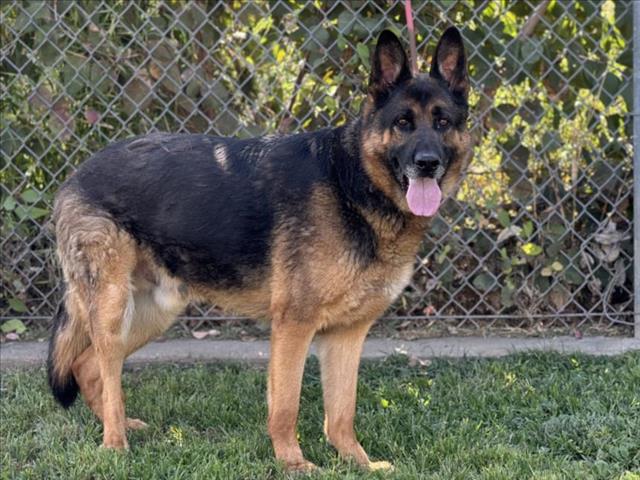 adoptable Dog in Los Angeles, CA named ZEUS