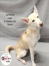 adoptable Dog in Los Angeles, CA named STEVE