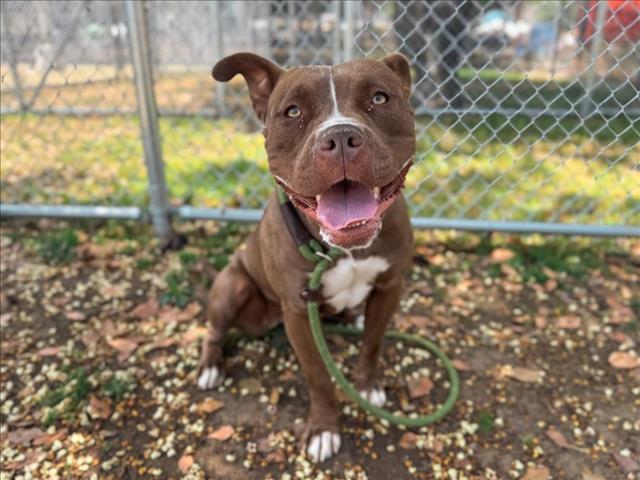 adoptable Dog in Los Angeles, CA named MOCCA