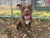 adoptable Dog in Los Angeles, CA named MOCCA