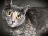 adoptable Cat in Los Angeles, CA named CARITAS