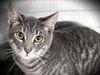 adoptable Cat in Los Angeles, CA named STRIPES