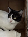 adoptable Cat in Los Angeles, CA named NALA
