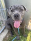 adoptable Dog in Los Angeles, CA named MATILDA
