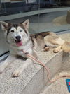 adoptable Dog in  named SALSA