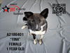 adoptable Dog in Los Angeles, CA named TINA