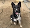 adoptable Dog in  named TINA
