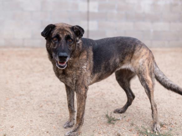 adoptable Dog in Los Angeles, CA named SARAHI