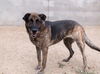 adoptable Dog in  named SARAHI