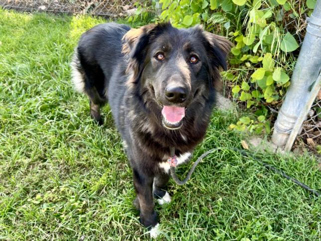 adoptable Dog in Los Angeles, CA named LAYLA