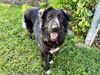 adoptable Dog in Los Angeles, CA named LAYLA