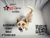 adoptable Dog in  named TERRY