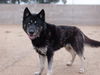 adoptable Dog in  named JACK