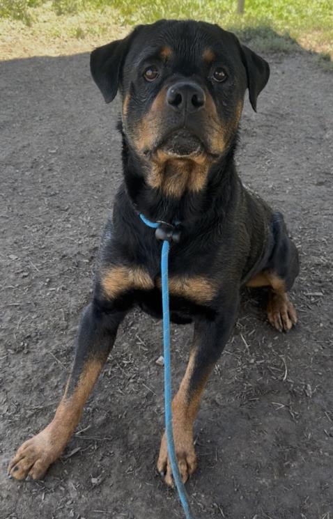 adoptable Dog in Los Angeles, CA named TYSON