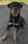 adoptable Dog in  named TYSON