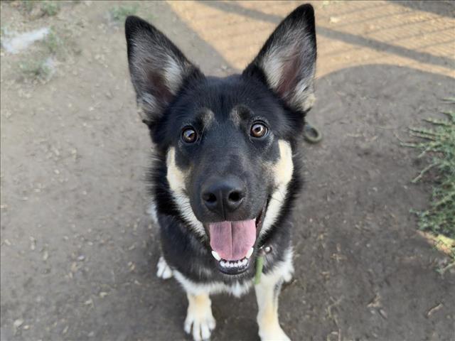 adoptable Dog in Los Angeles, CA named JOY