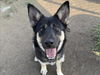 adoptable Dog in  named JOY
