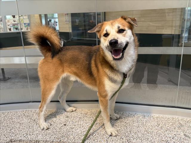 adoptable Dog in Los Angeles, CA named MAX