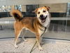 adoptable Dog in  named MAX