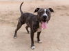 adoptable Dog in  named MACK